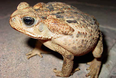 Жаба ага (Bufo marinus)
